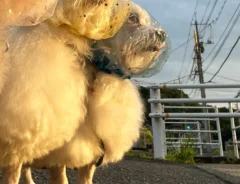 拾い食い防止ネットをつける犬の写真
