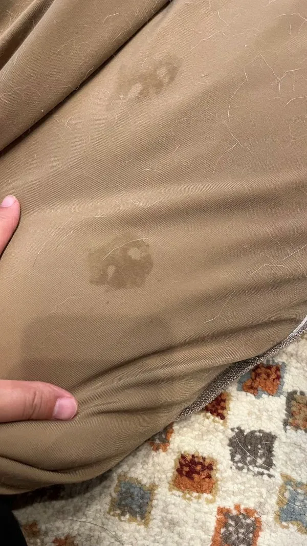 クッションに犬の鼻の形がスタンプになって残っている写真