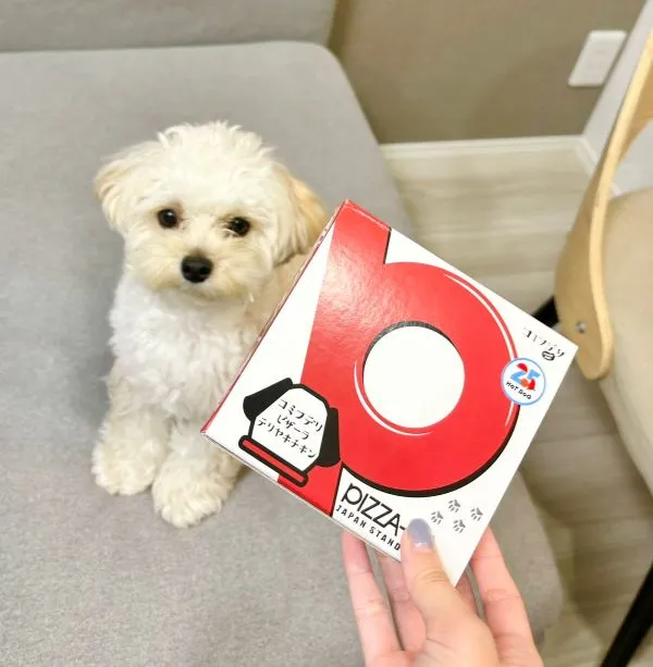 部屋の中をうろつく犬の写真