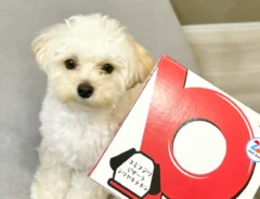 犬用ピザを食べた犬の写真