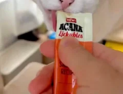 おやつを食べるマンチカンの写真