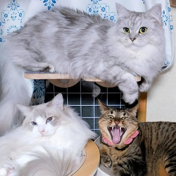 3匹の猫が並んでこちらを見ている写真