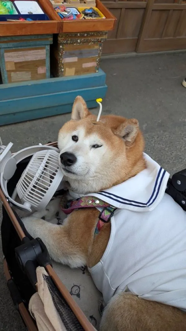 モデルとなった柴犬の写真