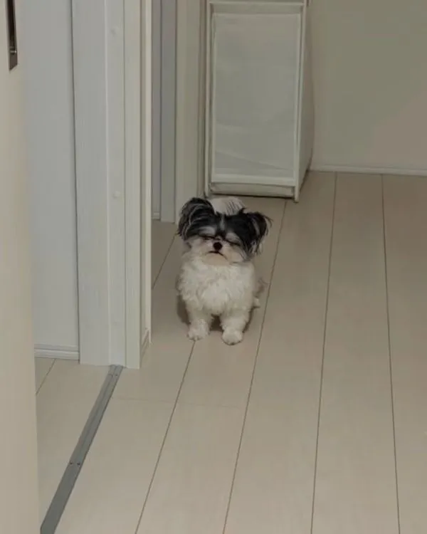 眠そうな顔で出迎える犬の写真