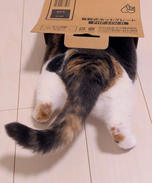 ダンボール箱に入ろうとする猫のおしりの写真