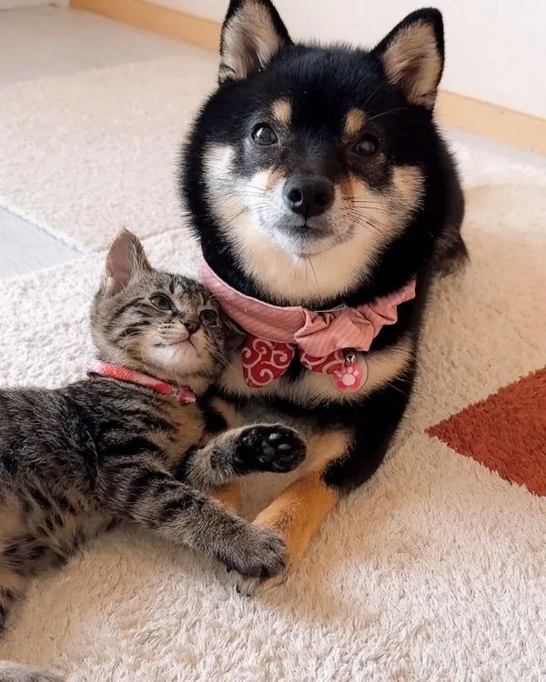 先輩犬の手を握る子猫の写真