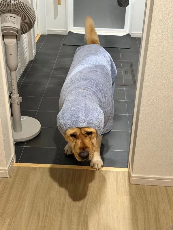洗われてクチャクチャの顔をしたラブラドールの写真