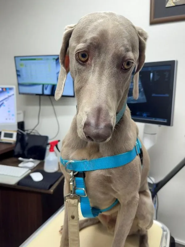 動物病院で切ない顔を見せる犬の写真