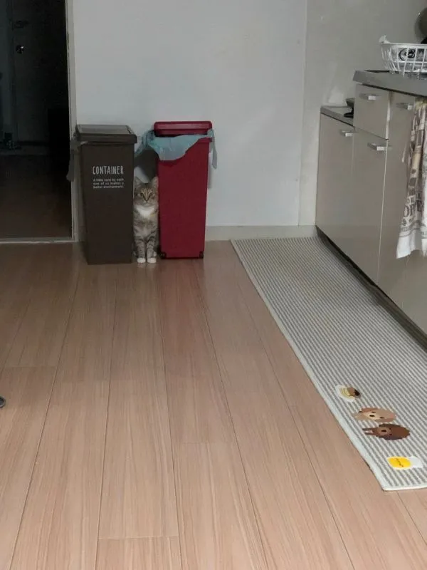 ゴミ箱の間に挟まった猫の写真