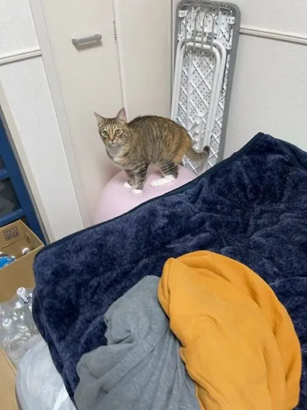 バランスボールの上に立ってバランスをとる猫の写真