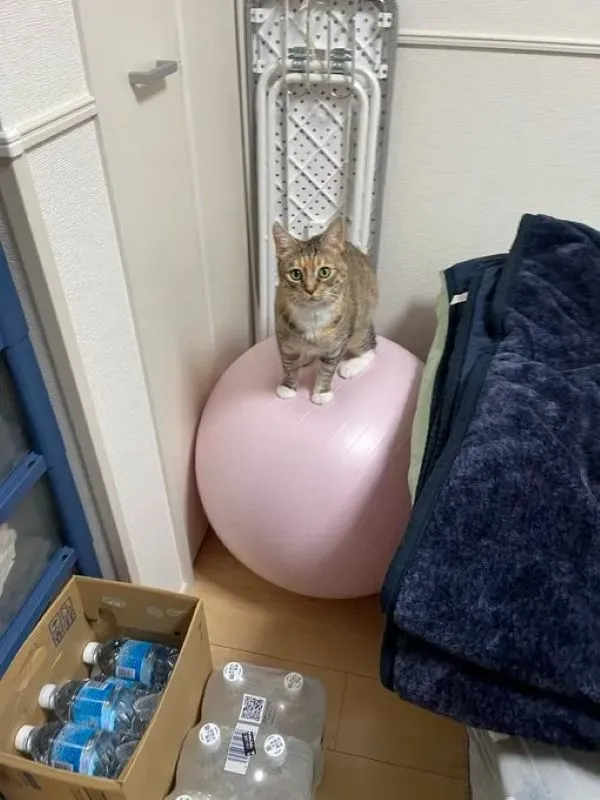 家具に挟み込まれて固定されているバランスボールの写真