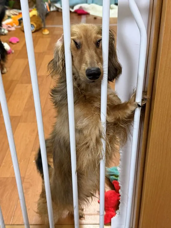 柵に顔を押しつけてつり目状態の犬の写真