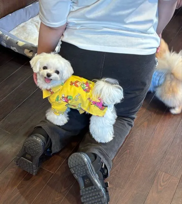 店員さんの脚の上に乗った犬がカメラ目線になっている写真
