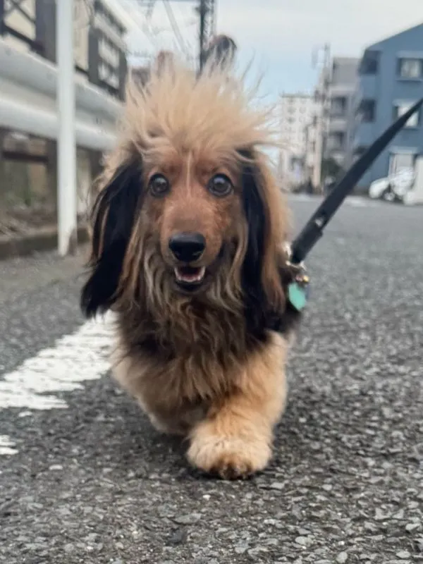 頭の毛がふわふわの犬の写真