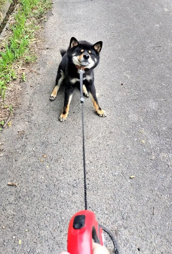 リードを引かれても歩かない犬の写真