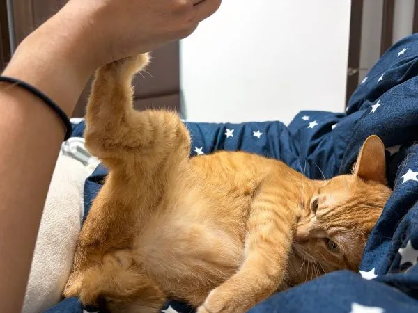 飼い主の腕を蹴る猫の写真