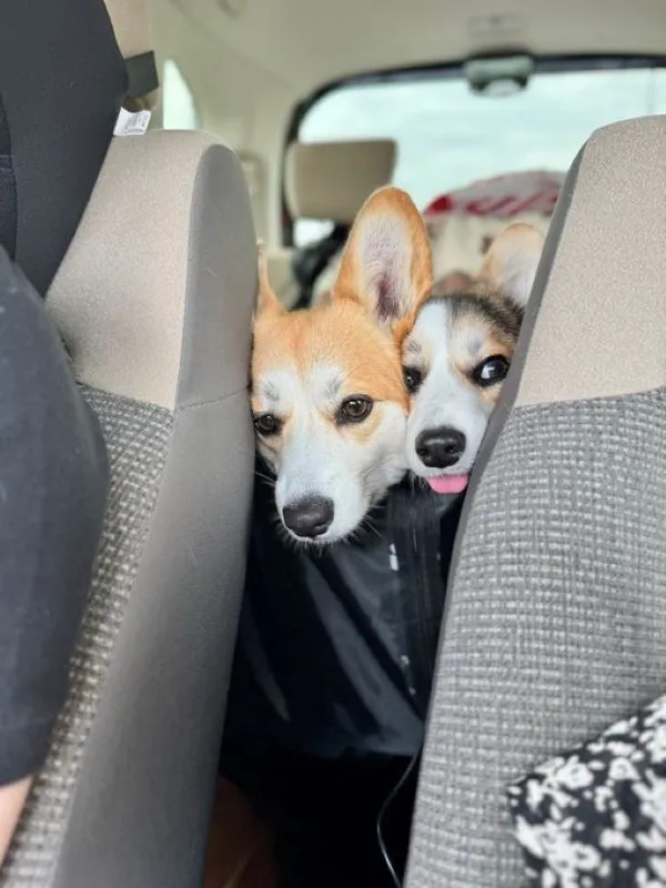 座席の隙間から顔をのぞかせる犬たちの写真