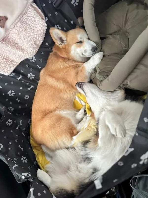車内で熟睡する犬たちの写真