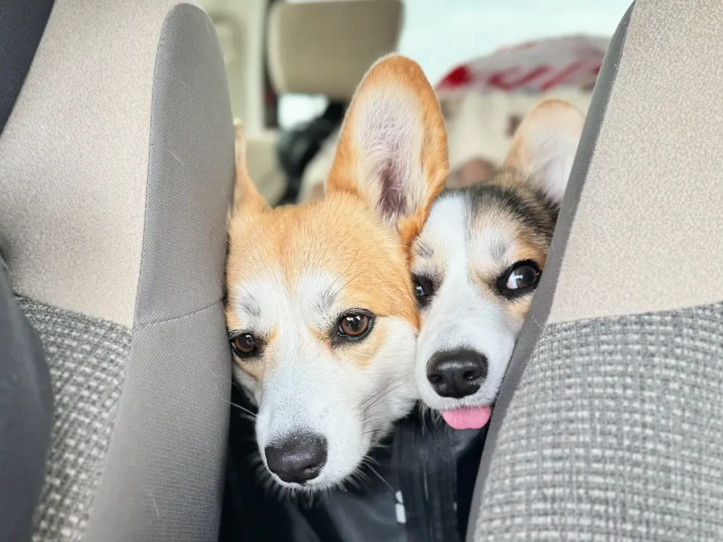 車に乗る2匹のコーギーの写真