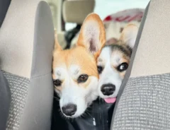車に乗る2匹のコーギーの写真
