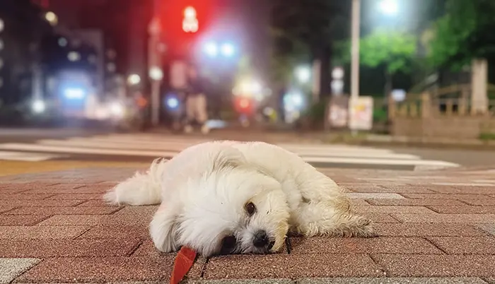 地面に寝そべる犬の写真