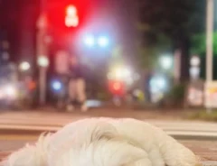帰宅拒否をする犬の写真