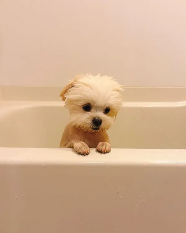 浴槽の縁に手をかけてうなだれる犬の写真