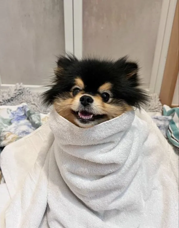 タオルにくるまれたポメラニアンの小町ちゃんの写真