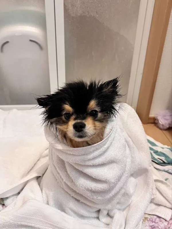 濡れたポメラニアンの小町ちゃんの写真