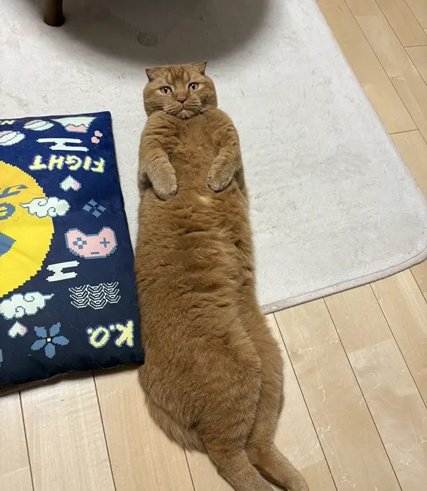異様に長い猫の写真