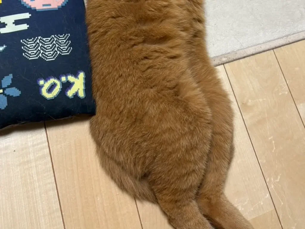 異様に長い猫の写真