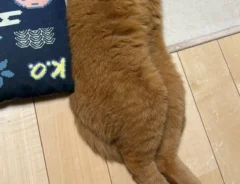 異様に長い猫の写真