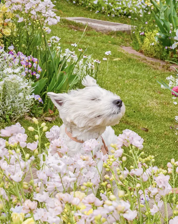 花畑の中で突風を浴びる犬の写真