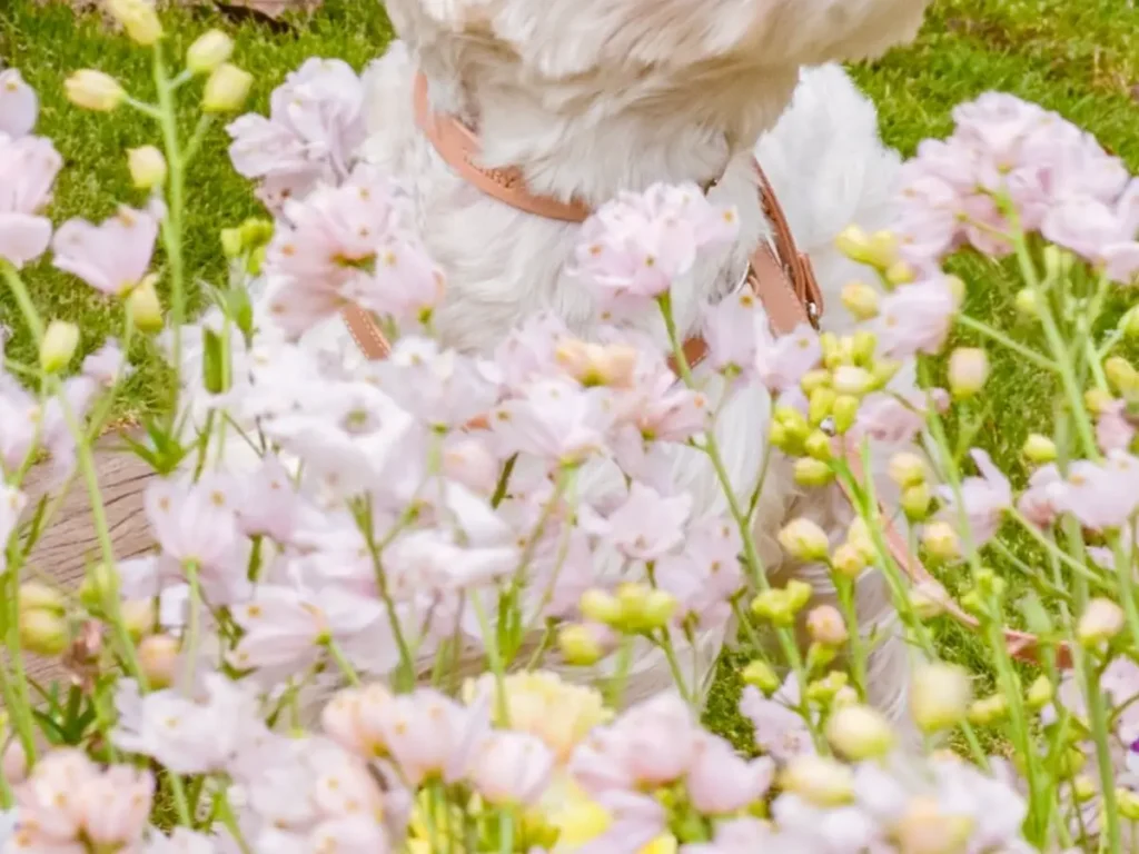 花畑の中で突風を浴びる犬の写真