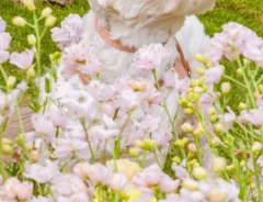 花畑の中で突風を浴びる犬の写真