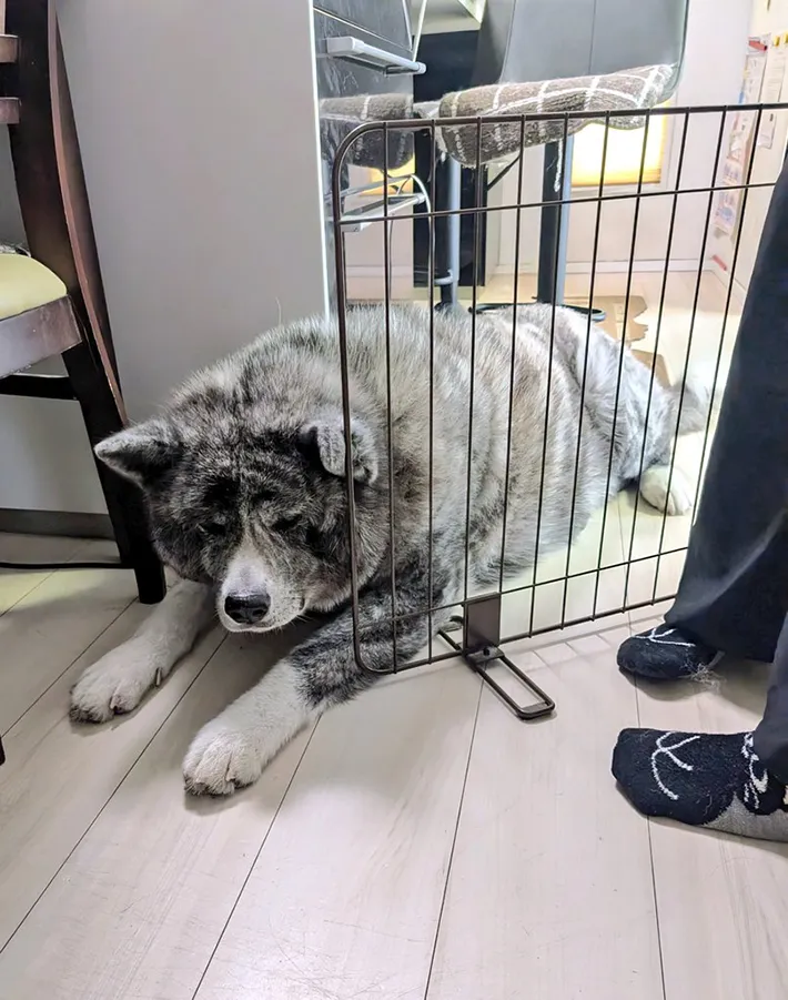 秋田犬の写真