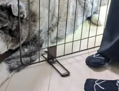 秋田犬の写真