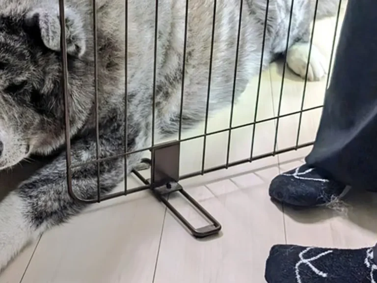 秋田犬の写真