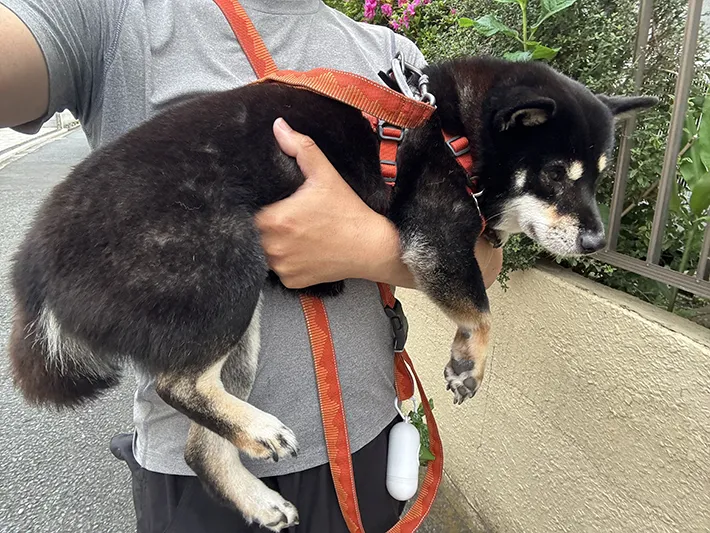 抱っこされる柴犬