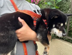 抱っこされる柴犬