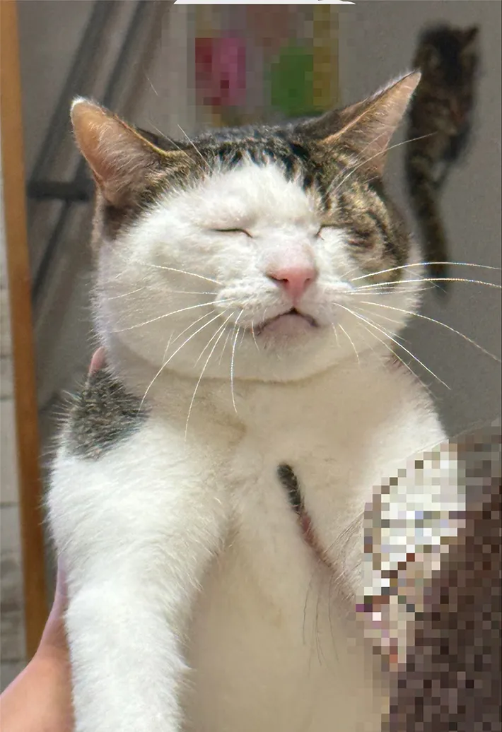 悟った猫の写真