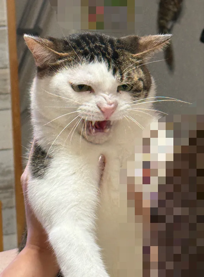 怒った猫の写真