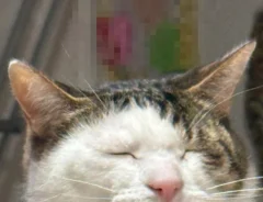 悟った猫の写真
