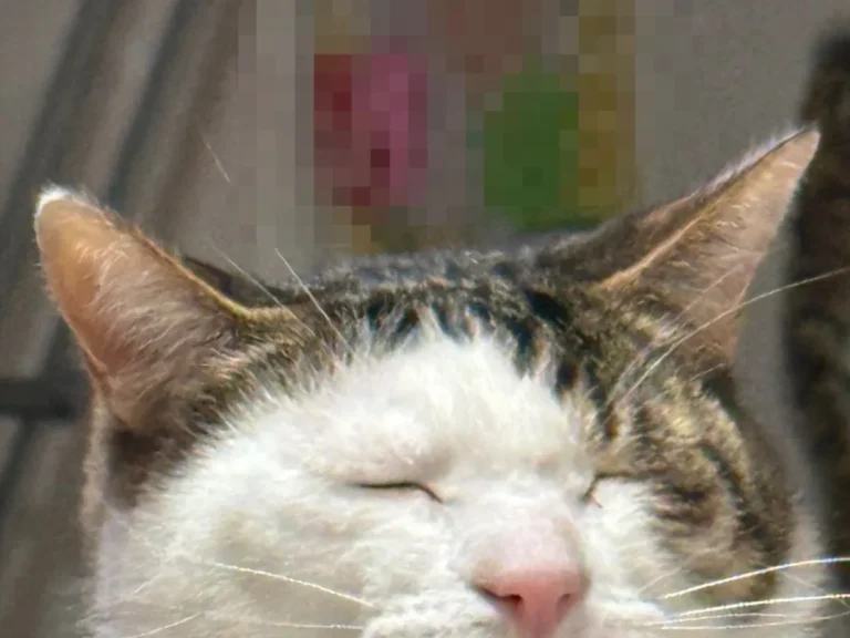 悟った猫の写真