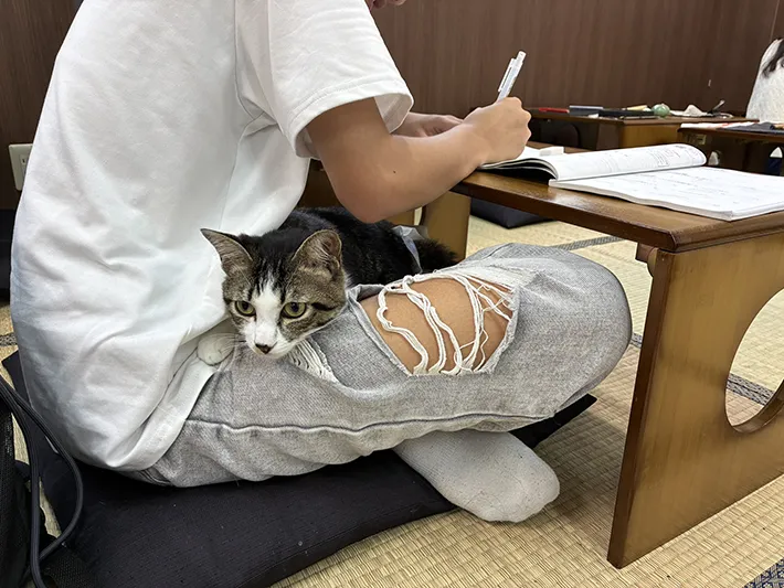 道場で撮影した中学生と猫の写真