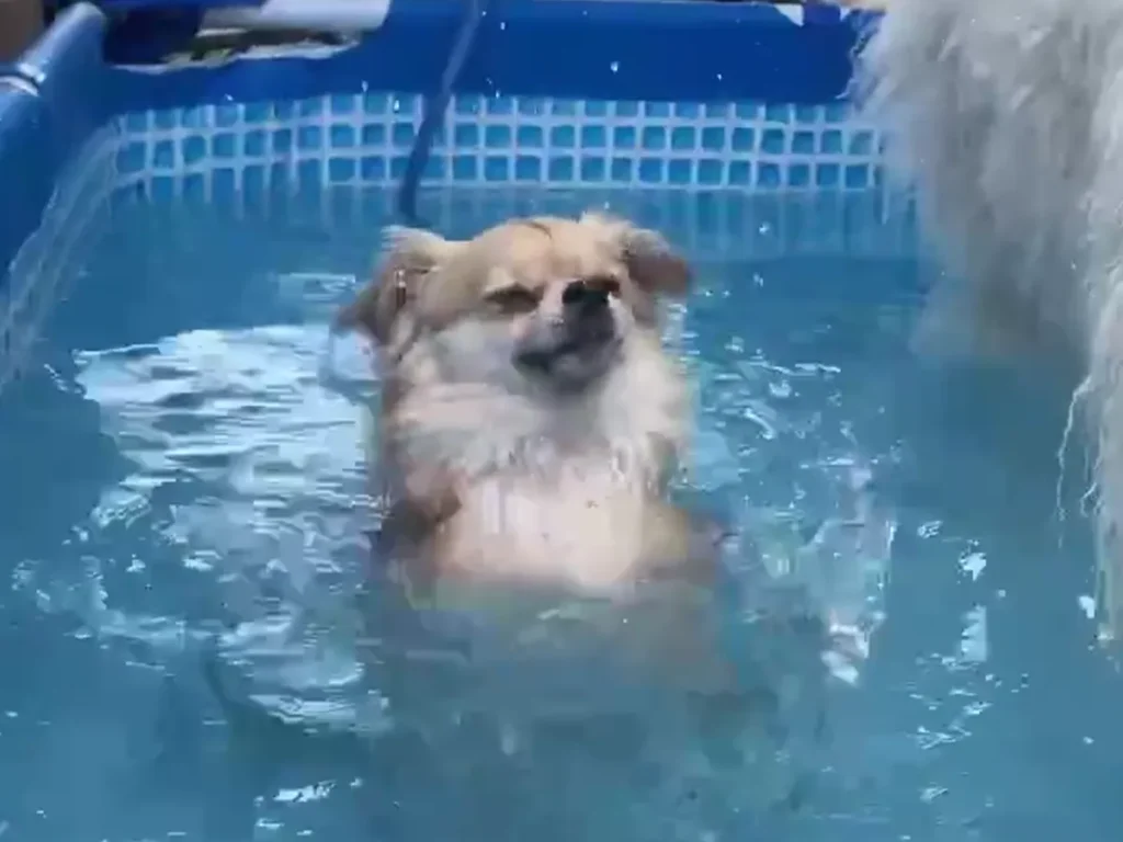 犬かきをするチワワ、ジャーマンくんの画像