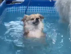 犬かきをするチワワ、ジャーマンくんの画像