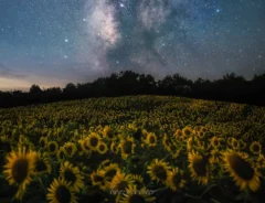 ベンジーさんが夏の夜に撮影した、『三ノ倉高原花畑』の写真