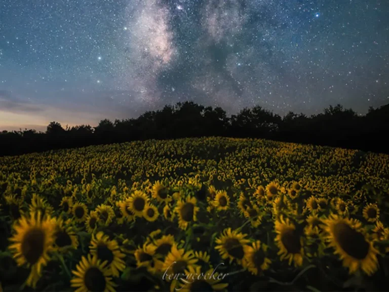 ベンジーさんが夏の夜に撮影した、『三ノ倉高原花畑』の写真
