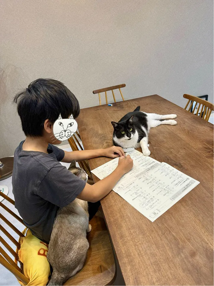 夏休みの宿題を進める小学生を取り囲む猫の画像